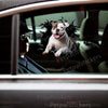 American Bulldog graphic sticker placed neatly on a car door exterior.