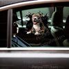 Realistic cracked glass dog sticker displayed cleanly on a white car door panel.