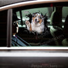 Playful Australian Shepherd decal applied smoothly to a vehicle car door.