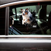 Funny Australian Shepherd decal installed neatly on a clean car door exterior surface.