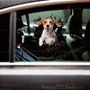 Cute Beagle peering through broken glass applied smoothly onto a car door.