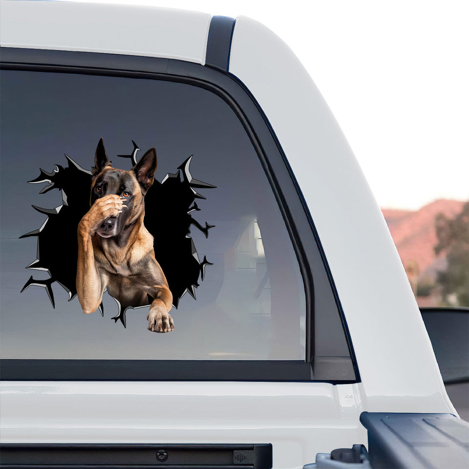Vibrant Belgian Malinois face graphic installed on the rear window of a truck.