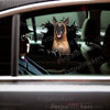 Glossy Belgian Malinois dog sticker applied smoothly to the exterior car door surface.
