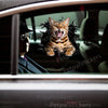 Detailed Bengal Cat vinyl sticker applied cleanly onto the exterior car door surface.