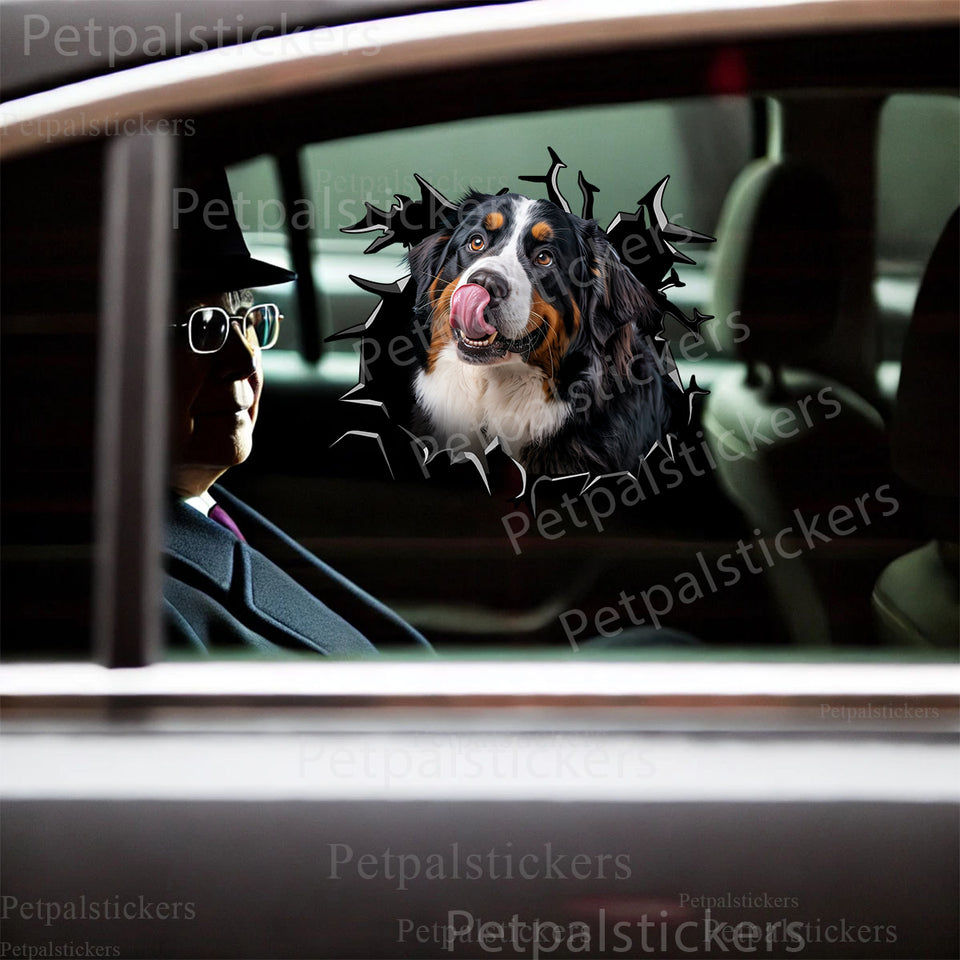Bernese Mountain Dog graphic decal applied neatly to a smooth white car door.