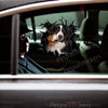 Vibrant pet sticker displayed on a clean car door surface showing crisp details and gloss finish.
