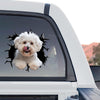 Clear vinyl Bichon Frise car decal graphic featuring a funny pup peeking with tongue out on standalone product design.