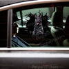 Detailed Black German Shepherd vinyl graphic displayed on the glossy exterior car door of a sedan.