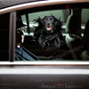 Vibrant Black Lab decal installed cleanly on a white car door surface.
