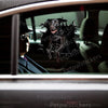 Glossy Black Lab dog sticker applied smoothly to a white car door exterior.