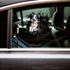 Vibrant Border Collie graphic decal displayed neatly on an exterior car door.