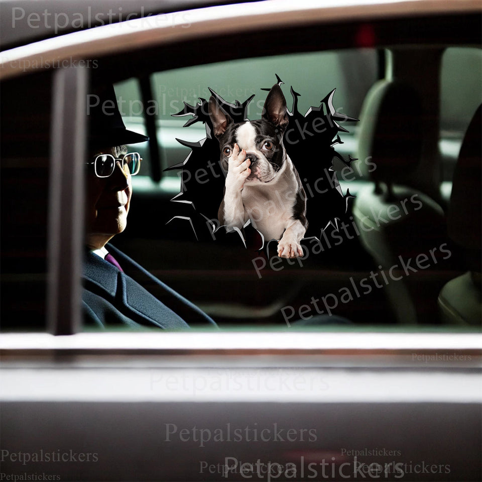 Cute Boston Terrier vinyl graphic decal applied cleanly onto an exterior car door.