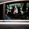 Charming Boston Terrier decal applied smoothly to a vehicle car door