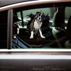 Glossy Boxer Dog vinyl sticker perfectly positioned on the exterior car door panel.
