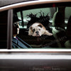 Adhesive Bulldogs vinyl decal applied smoothly to the exterior car door of a white vehicle.