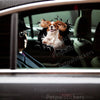 Cute Cavalier King Charles Spaniel broken glass sticker applied smoothly to a car door.