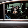 Funny Chihuahua head popping through a realistic crack graphic applied to a smooth car door.