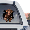 Detailed standalone product design graphic of a Chocolate Lab with gloss laminated finish.