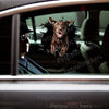 Chocolate Labrador Retriever cracked glass decal displayed on a car door exterior.