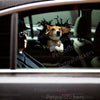 Cute Beagle dog decal smoothly applied on the glossy exterior car door surface.