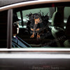 Glossy Dachshund dog decal smoothly applied on a car door exterior.