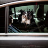 Cute English Springer Spaniel graphic sticker smoothly applied to the exterior car door surface.