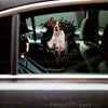 Vibrant English Springer Spaniel vinyl sticker applied neatly onto a car door.