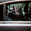 French Bulldog graphic decal displayed neatly on the driver side car door.