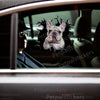 Glossy French Bulldog vinyl sticker applied neatly to a smooth car door exterior.