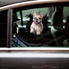 Vibrant Frenchie graphic sticker styled seamlessly on a dark car door exterior.