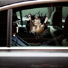 Funny peeking cat decal applied smoothly onto the side car door of a white vehicle.