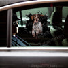 Vibrant pointer dog decal featured seamlessly on a smooth car door with high gloss laminate finish.