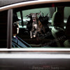 Vibrant Great Dane graphic sticker displayed prominently on a car door.