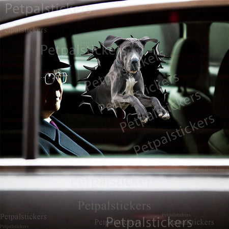 Humorous Great Dane peeking decal decorated on the smooth surface of a home toilet.