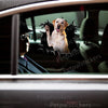 Vibrant Labrador dog decal applied smoothly onto the side car door of a white vehicle.