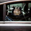 Vibrant Maine Coon decal displayed clearly on the smooth finish of a car door.