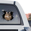 Funny peeking Maine Coon sticker applied to the rear glass window of a truck.