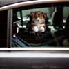 Playful Mini Aussie decal displayed on the smooth exterior of a white car door.