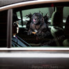 Newfoundland dog decal displayed prominently on a car door exterior.