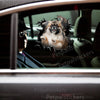 Vibrant Pekingese dog decal applied smoothly onto an exterior car door panel.