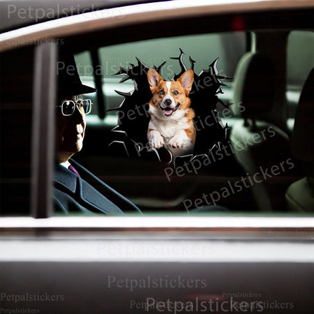 Humorous Pembroke Welsh Corgi decorative sticker applied neatly to a toilet tank