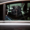 Playful Pitbull graphic decal applied smoothly onto an exterior car door.