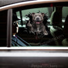 Pitbull dog decal applied smoothly onto the glossy exterior car door.