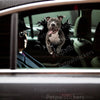 Realistic Pitbull decal applied smoothly to the exterior car door surface.