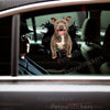 Funny Pitbull dog sticker applied to the exterior car door of a white sedan.