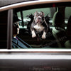 Outdoor decal featuring a playful Pitbull applied smoothly onto a white car door.