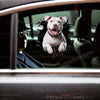 Glossy Pitbull car decal displayed neatly on the exterior car door of a white vehicle.
