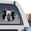 Pitbull On Board car decal featuring vibrant graphics displayed as a standalone product design.
