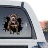 Funny Pitbull peeking artwork in a standalone product design displayed against a clean background.