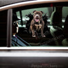 Vibrant Pitbull graphic sticker applied smoothly to the exterior car door of a white sedan.